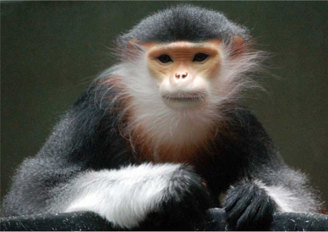 Often called the most beautiful of the monkeys, the Red-shanked Douc langur of Southeast Asia hasn’t benefited much from its good looks. It is barely known to the public or most conservationists and is Endangered. Photo by Art G. on flickr CC BY 2.0