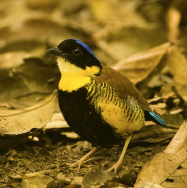 One of Asia’s most sought after birds: Gurney’s pitta. Photo by Michael Gillam on flickr