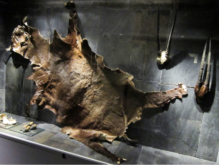 Saola skin and horns, some of the first known evidence of the existence of this little known Asian species. Zoological Museum of Copenhagen. Photo by FunkMonk licensed under CC BY-SA 3.0