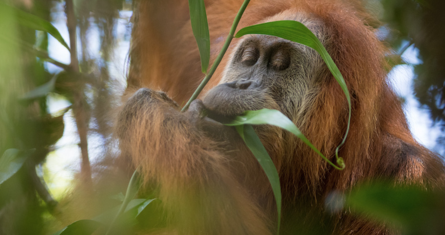 MongabayChewLeaves By 2016, it was becoming clear to researchers that the Batang Toru orangutans were distinct from other orangutan populations in Sumatra. Image by Andrew Walmsley.