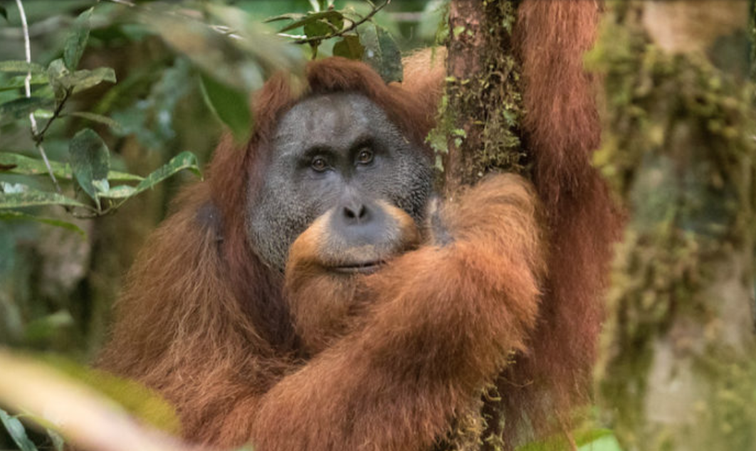 An adult Tapanuli orangutan, by Andrew Walmsley.