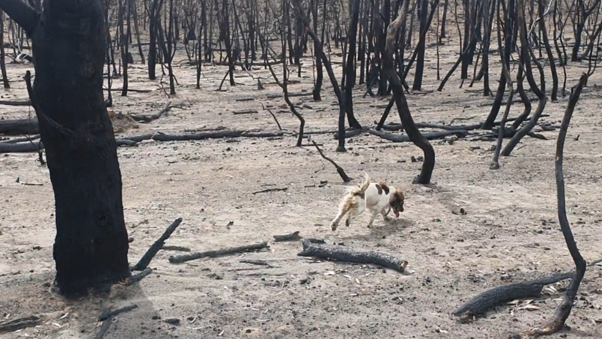 KoalaPhoto2 Taylor searches for koalas after the Australian bushfires. Photo courtesy of Ryan Tate.