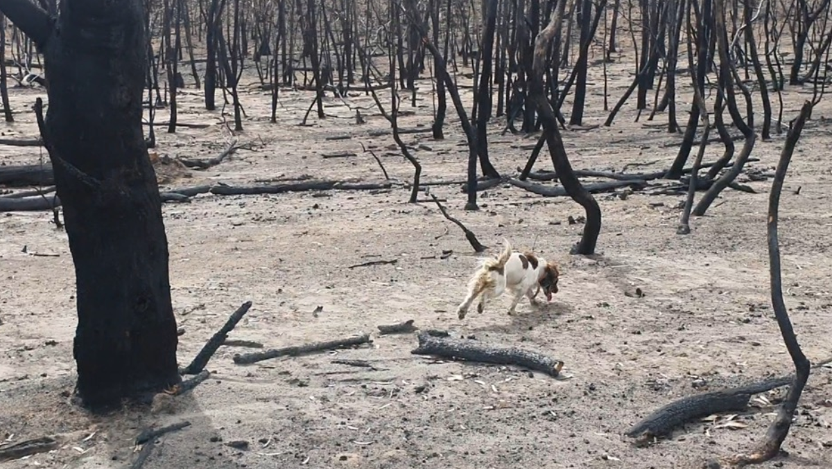 Taylor searches for koalas after the Australian bushfires. Photo courtesy of Ryan Tate.