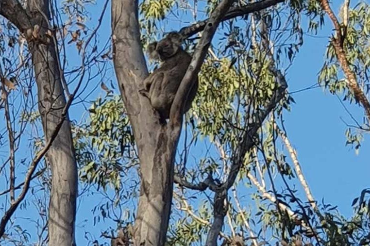 KoalaPhoto3 A koala high in a tree. Most are virtually invisible from the ground. Photo courtesy of Ryan Tate.