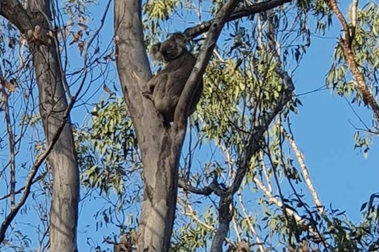 A koala high in a tree. Most are virtually invisible from the ground. Photo courtesy of Ryan Tate.