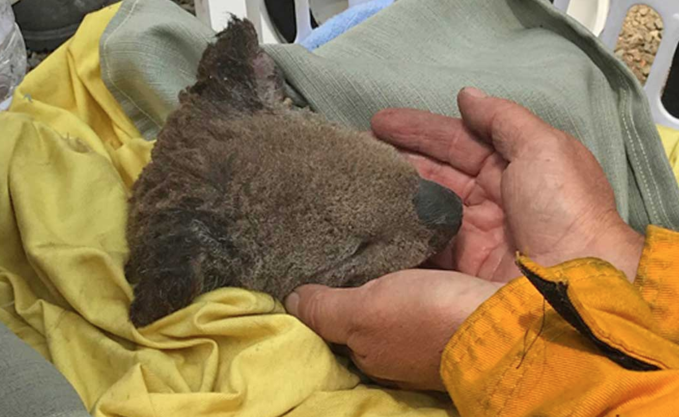 Rescued koala in a laundry basket. Photo courtesy of Peter Berecry.