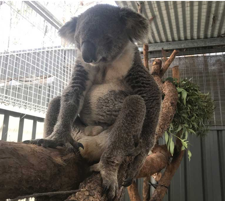 Rescued koala in hospital. Photo courtesy of Peter Berecry.