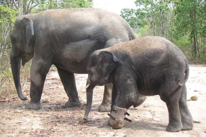 Chhouk walks with the artificial foot. Photo courtesy of Wildlife Alliance.