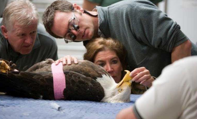 Fitting Beauty the bald eagle with a prosthetic beak. Image courtesy of Janie Veltkamp.