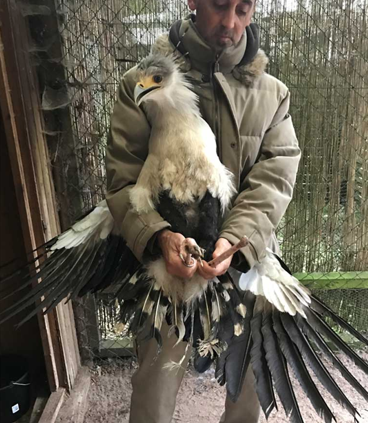 Senior bird keeper German Alonso with Söckchen. Image courtesy of Lars Thalmann.