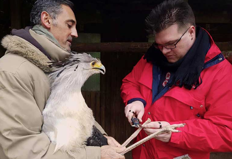 MeasureLeg Senior bird keeper German Alonso watches as Lars Thalmann measure Söckchen’s leg in preparation for his 3D appendage. Image courtesy of Lars Thalmann.