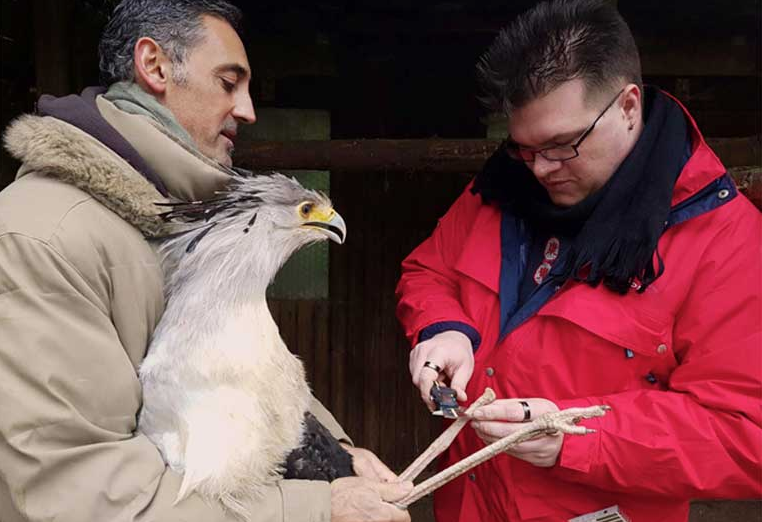 Senior bird keeper German Alonso watches as Lars Thalmann measure Söckchen’s leg in preparation for his 3D appendage. Image courtesy of Lars Thalmann.