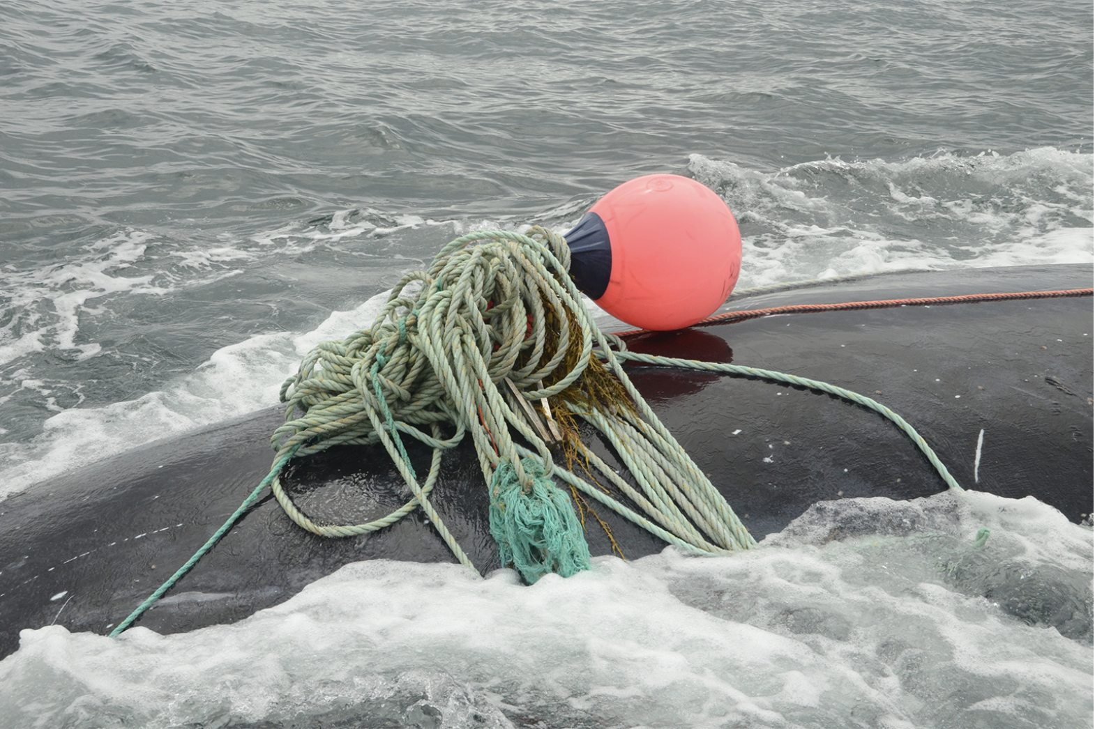 “FDR” (Catalog #4057) in 2016 in the Bay of Fundy. FDR was entangled in a large amount of fishing gear, but was successfully disentangled by the Campobello Whale Rescue Team. Unfortunately, FDR had suffered a previous severe entanglement in 2014 as well. He has not been seen since he was freed of this gear. Image courtesy of Jerry Conway / Campobello Whale Rescue Team (Fisheries and Oceans Canada SARA permit).