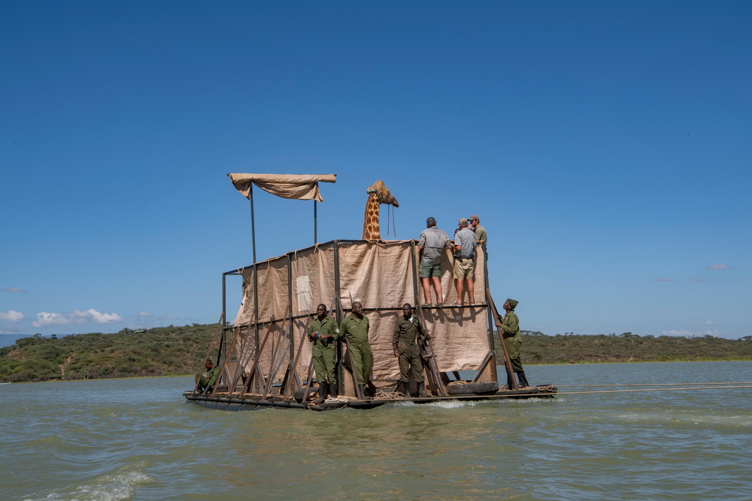 Asiwa, a Rothschild's (Nubian) giraffe who has become stranded on Longicharo Island, a rocky lava pinnacle, inside Lake Baringo in western Kenya, is moved off the flooded island by a barge December 2, 2020.  Rising lake levels have cut the peninsula into an island, trapping 8 giraffes. The local community is working with conservation organizations to keep them alive. She was moved on the barge for 1.1. miles to the 4,400-acre fences sanctuary within the 44,000 acre Ruko Conservancy.  Asiwa was isolated on a far part of the island. Today, fewer than 3,000 Rothschild's giraffes are left in Africa, with about 800 in Kenya.   (Photo by Ami Vitale)